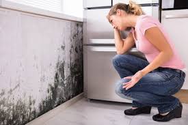 Best Environmental Consulting for Mold Prevention  in Southport, NC